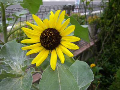 f:id:colorbless:20100801153141j:image