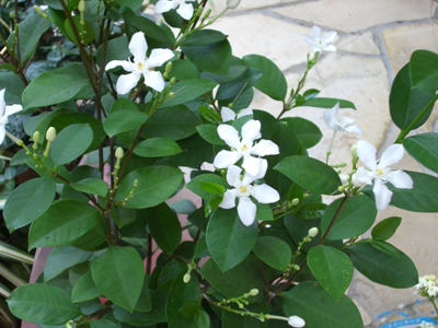f:id:colorbless:20100804170043j:image