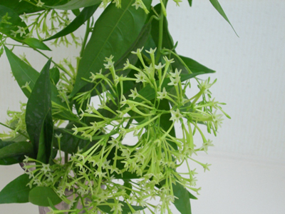 f:id:colorbless:20100826192809j:image