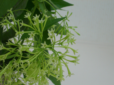 f:id:colorbless:20100826192911j:image