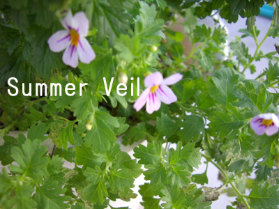 f:id:colorbless:20100829175254j:image