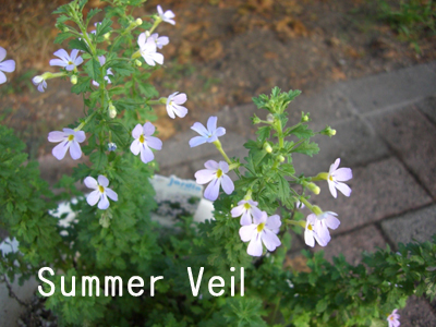 f:id:colorbless:20100829175437j:image