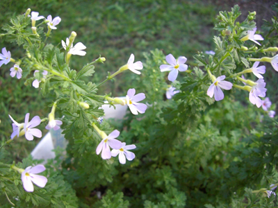 f:id:colorbless:20100829175521j:image