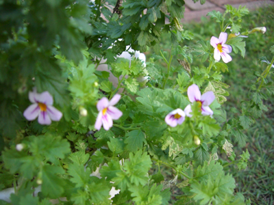 f:id:colorbless:20100829175547j:image