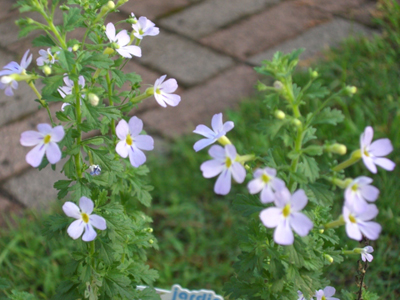 f:id:colorbless:20100829175754j:image