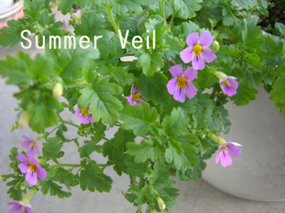 f:id:colorbless:20100829175908j:image