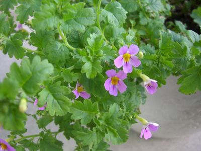 f:id:colorbless:20100829175914j:image