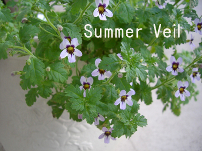 f:id:colorbless:20100829180033j:image