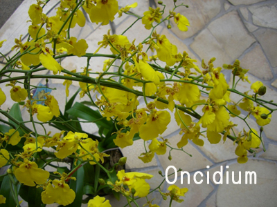 f:id:colorbless:20100920121115j:image