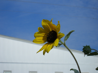 f:id:colorbless:20100925153213j:image f:id:colorbless:20100925153213j:image