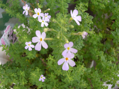 f:id:colorbless:20101020140402j:image