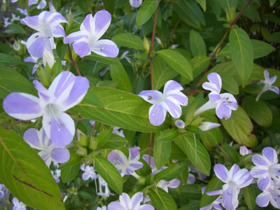 f:id:colorbless:20101031155238j:image