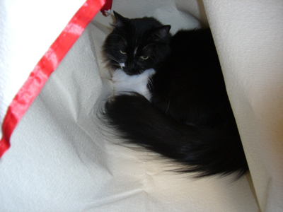 f:id:colorbless:20101105233654j:image
