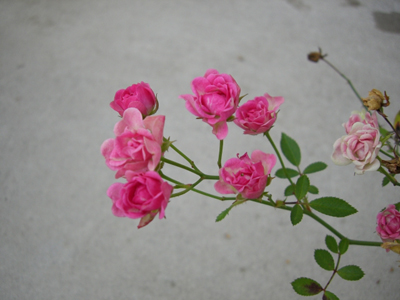f:id:colorbless:20101115132700j:image