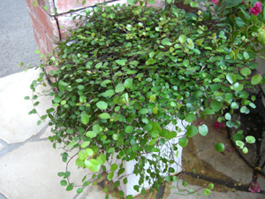 f:id:colorbless:20101115133014j:image