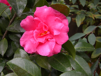 f:id:colorbless:20101119123835j:image