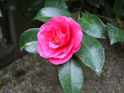 f:id:colorbless:20101119123851j:image
