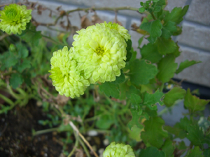 f:id:colorbless:20101119124108j:image