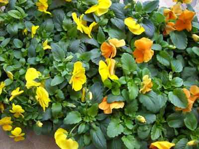 f:id:colorbless:20101128143312j:image