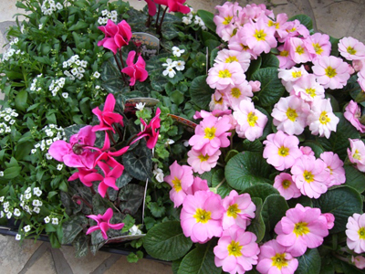 f:id:colorbless:20101128143325j:image