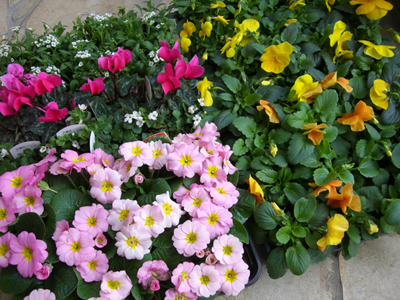 f:id:colorbless:20101128143441j:image