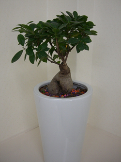 f:id:colorbless:20101207150955j:image