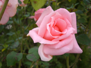 f:id:colorbless:20101207162046j:image