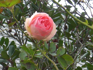f:id:colorbless:20101207162149j:image