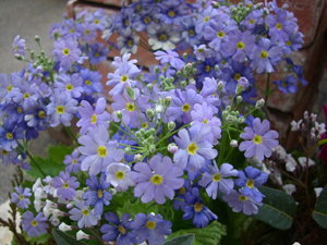 f:id:colorbless:20110223144058j:image f:id:colorbless:20110223144058j:image