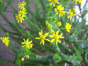 f:id:colorbless:20110304151430j:image