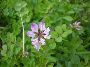 f:id:colorbless:20110307145054j:image