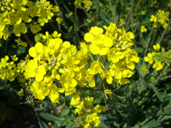 f:id:colorbless:20110311133403j:image
