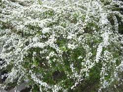 f:id:colorbless:20110314132819j:image