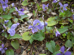f:id:colorbless:20110314133601j:image
