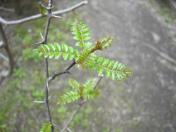 f:id:colorbless:20110314134048j:image