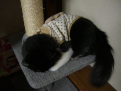 f:id:colorbless:20110314160316j:image f:id:colorbless:20110314160316j:image