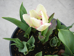f:id:colorbless:20110321132802j:image