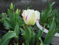 f:id:colorbless:20110321133026j:image