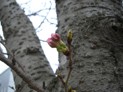 f:id:colorbless:20110321133243j:image