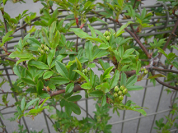 f:id:colorbless:20110321133719j:image