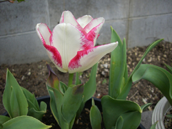 f:id:colorbless:20110324135841j:image