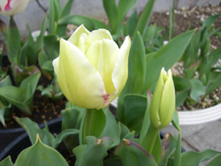 f:id:colorbless:20110324135855j:image