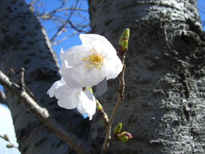 f:id:colorbless:20110325151004j:image