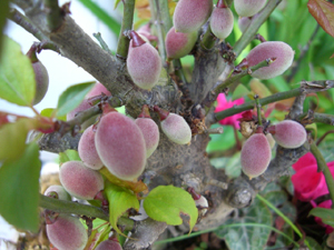 f:id:colorbless:20110328173323j:image