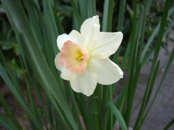 f:id:colorbless:20110331180025j:image