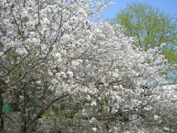 f:id:colorbless:20110409154033j:image