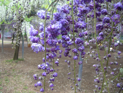 f:id:colorbless:20110430181803j:image
