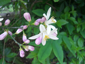 f:id:colorbless:20110502154551j:image