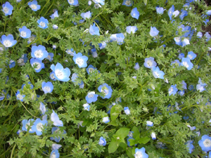f:id:colorbless:20110505164226j:image