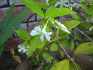 f:id:colorbless:20110514155216j:image